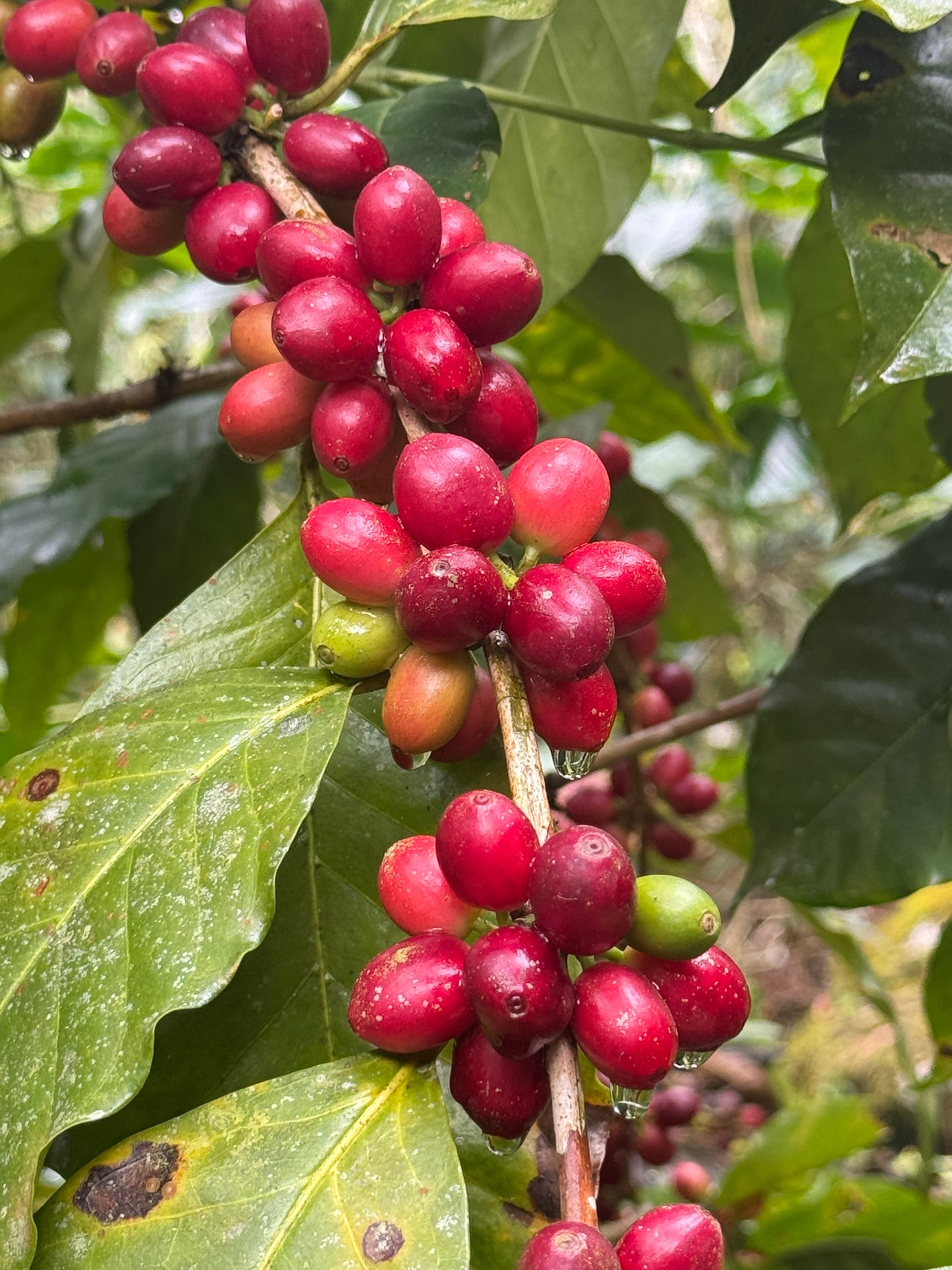 Sierra Norte Red Honey